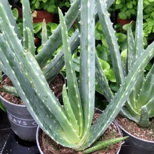 Aloe vera