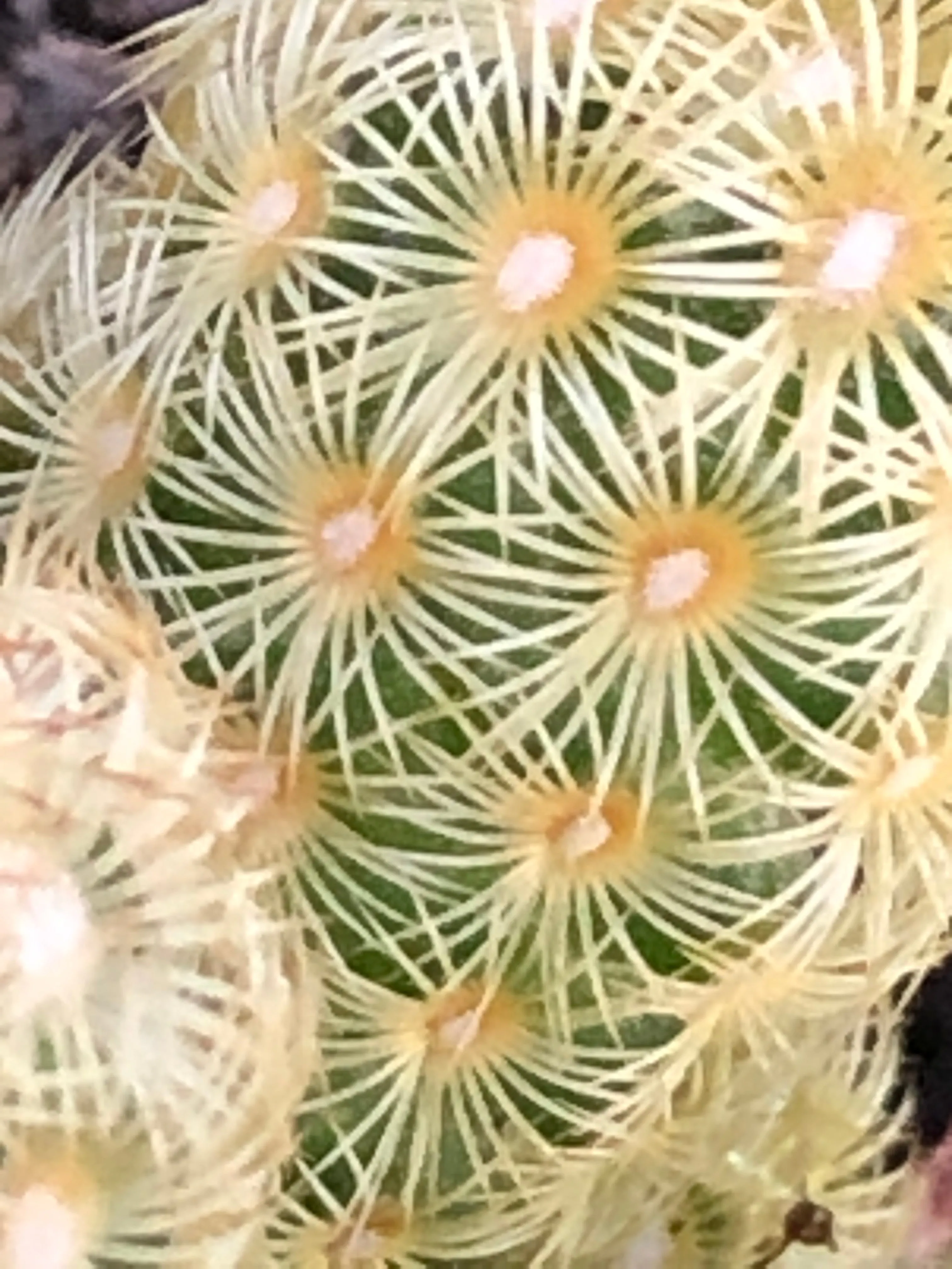Assorted Box Of Cacti - Large