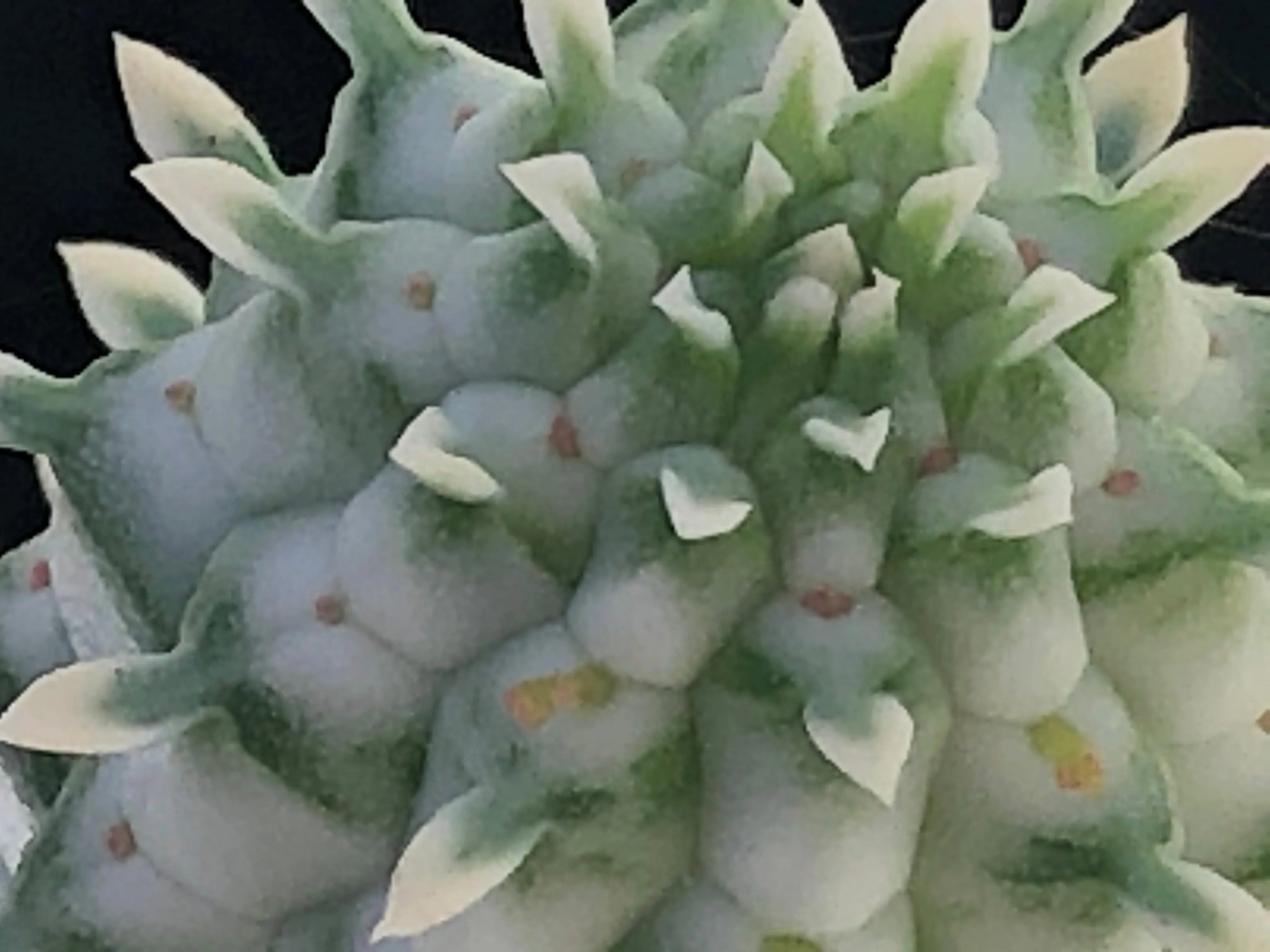 Assorted Box Of Cacti - Large