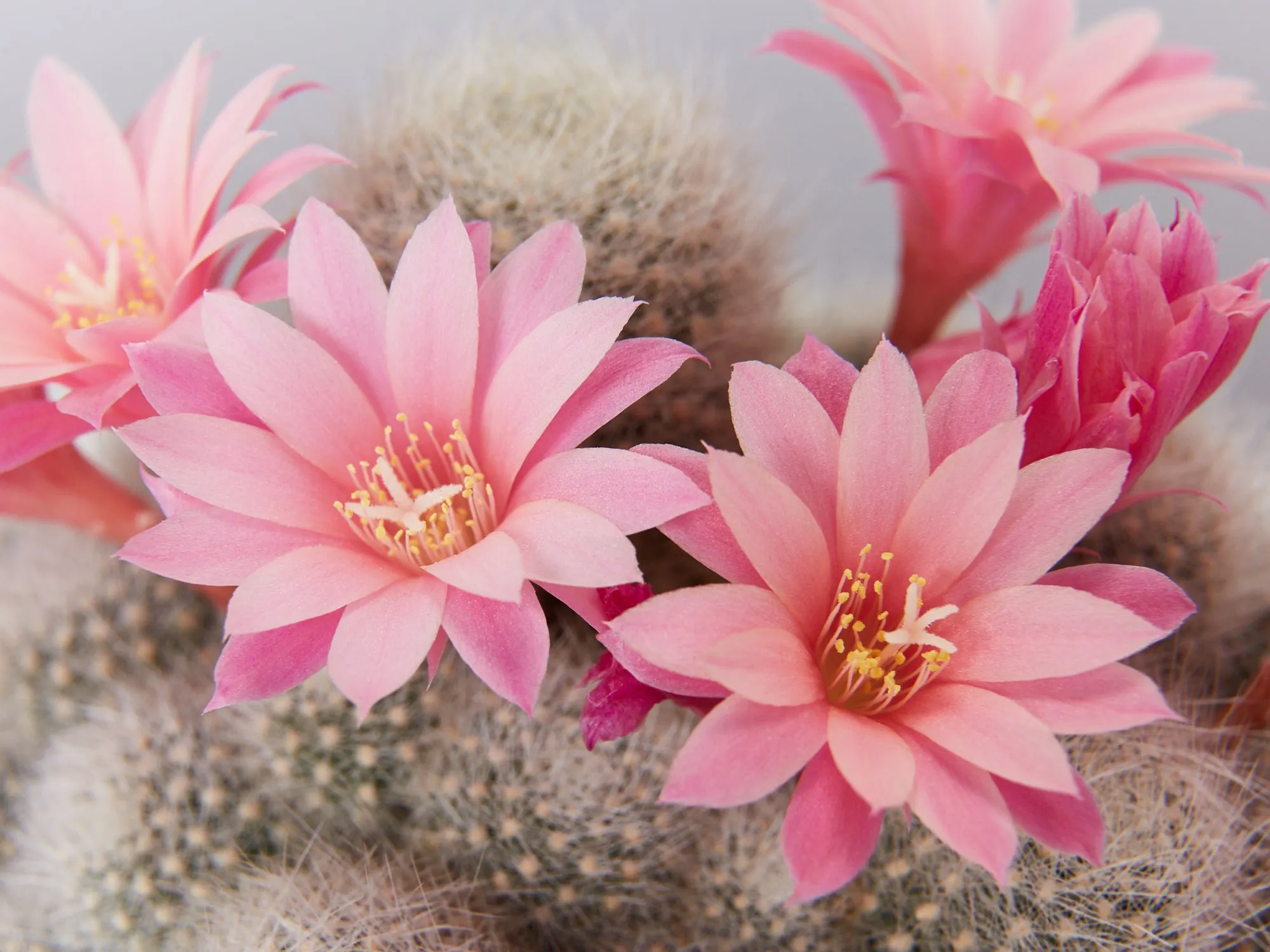 Assorted Box Of Cacti - Large