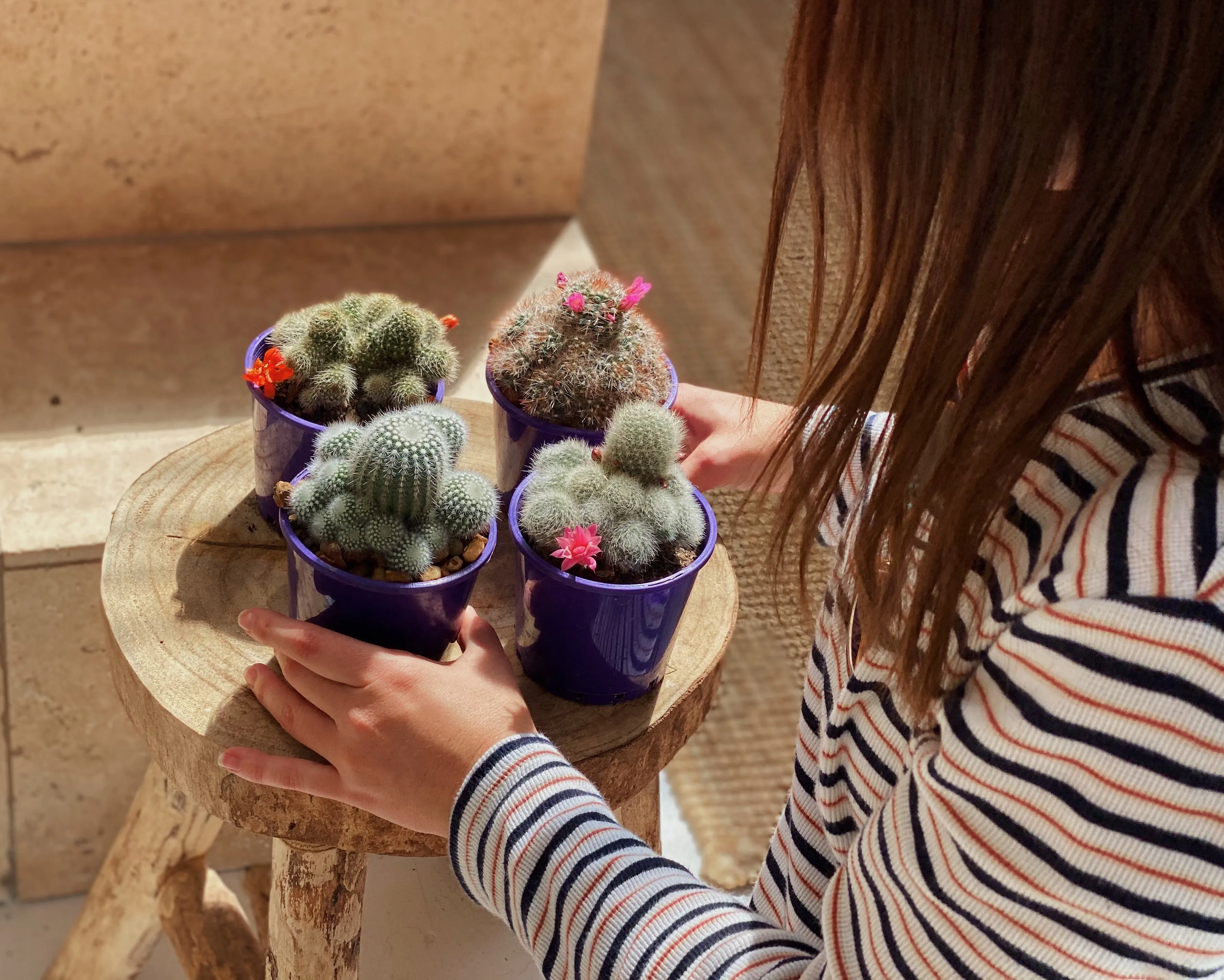 Assorted Box Of Cacti - Large