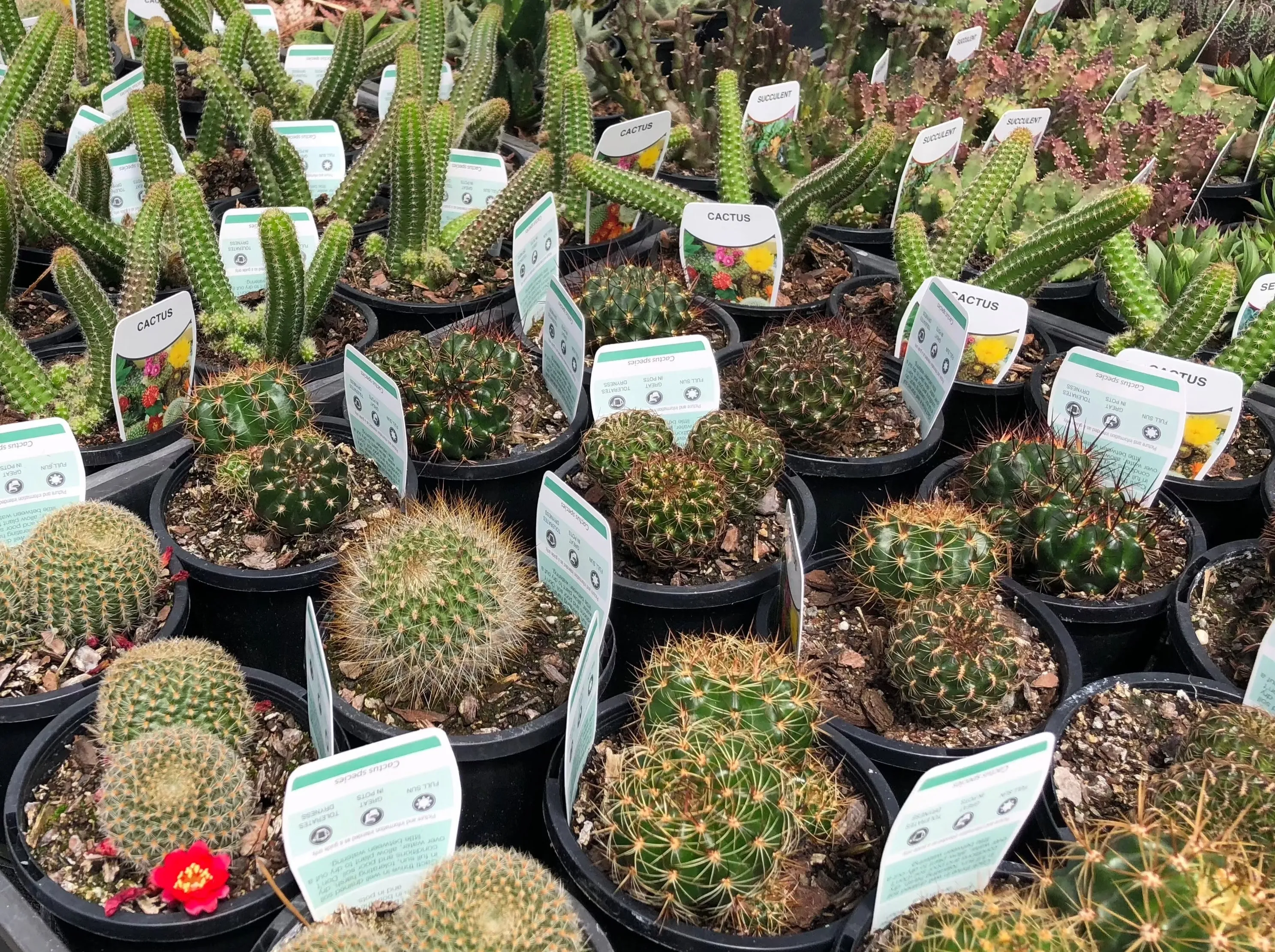 Assorted Box Of Cacti - Large
