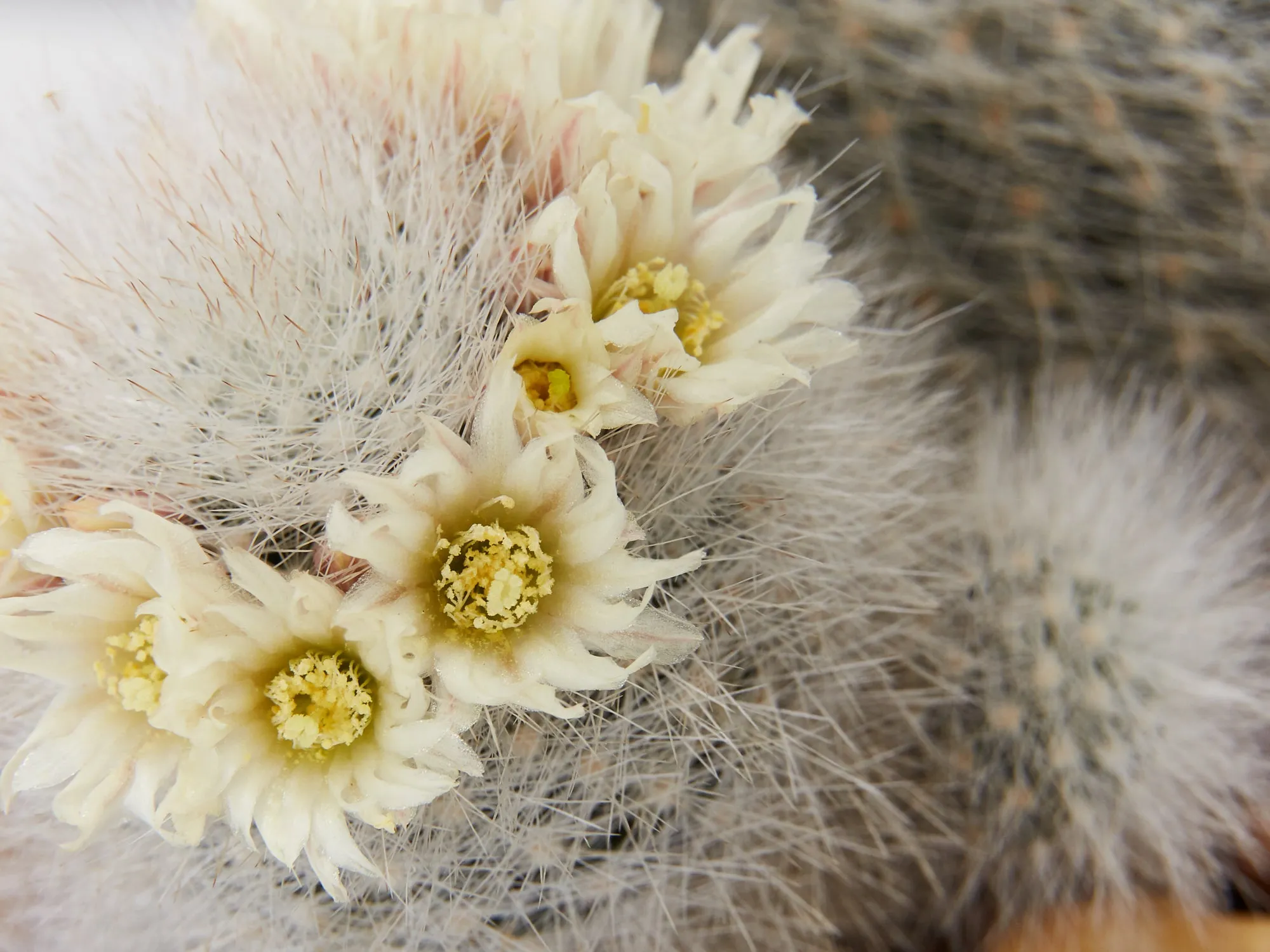 Assorted Box Of Cacti - Large
