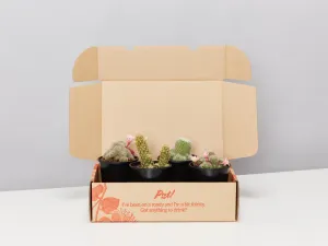 Assorted Box Of Cacti - Large