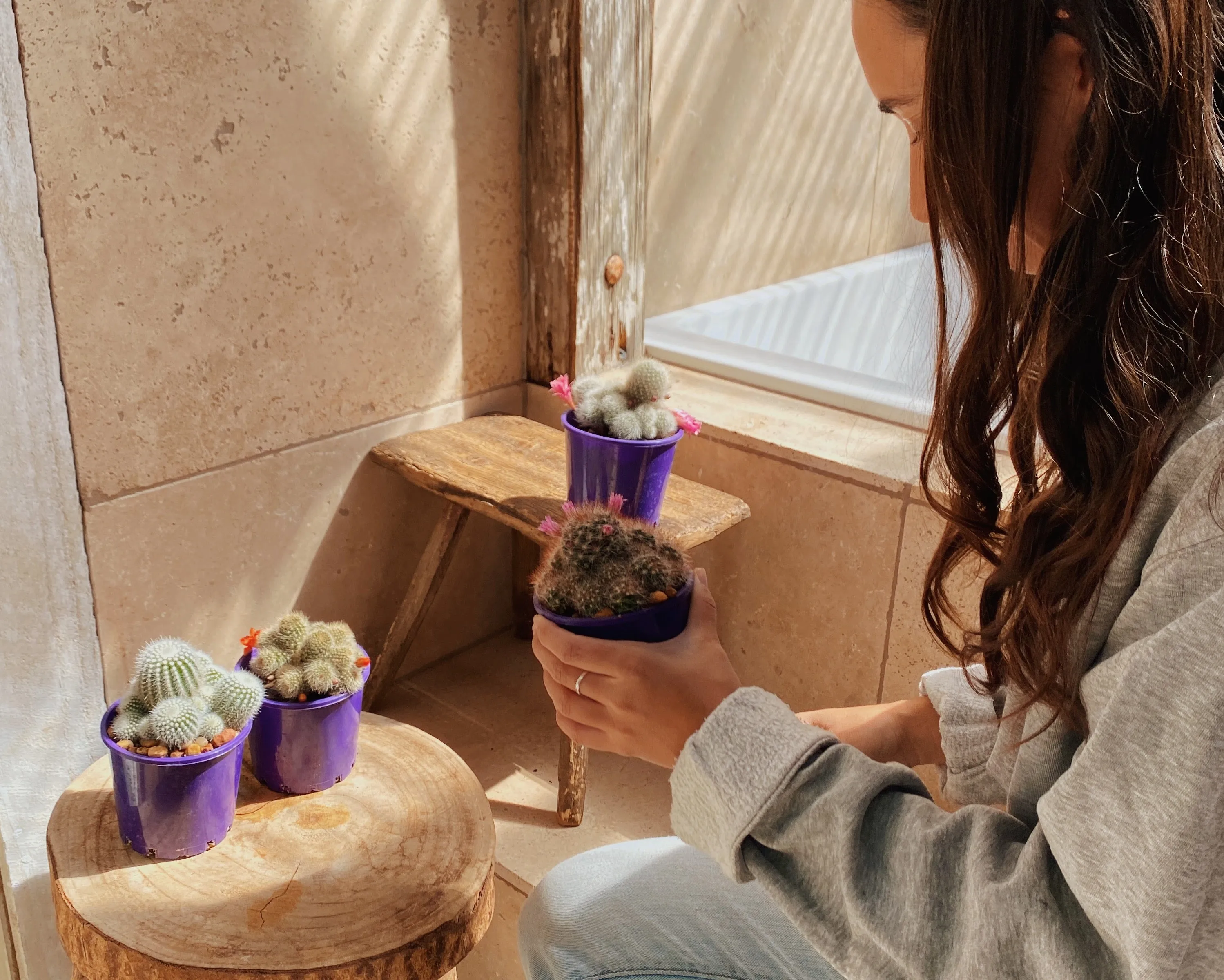 Assorted Box Of Cacti - Large