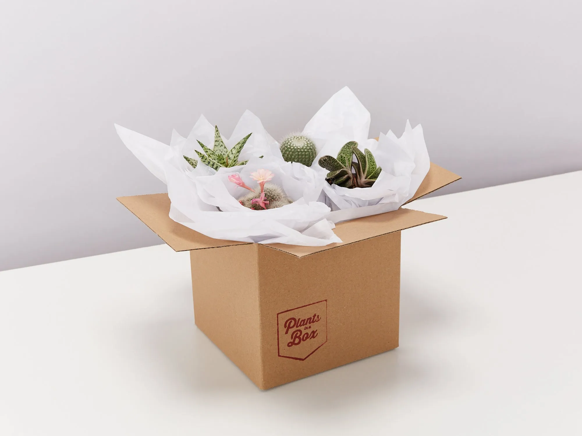 Assorted Box Of Cacti - Large
