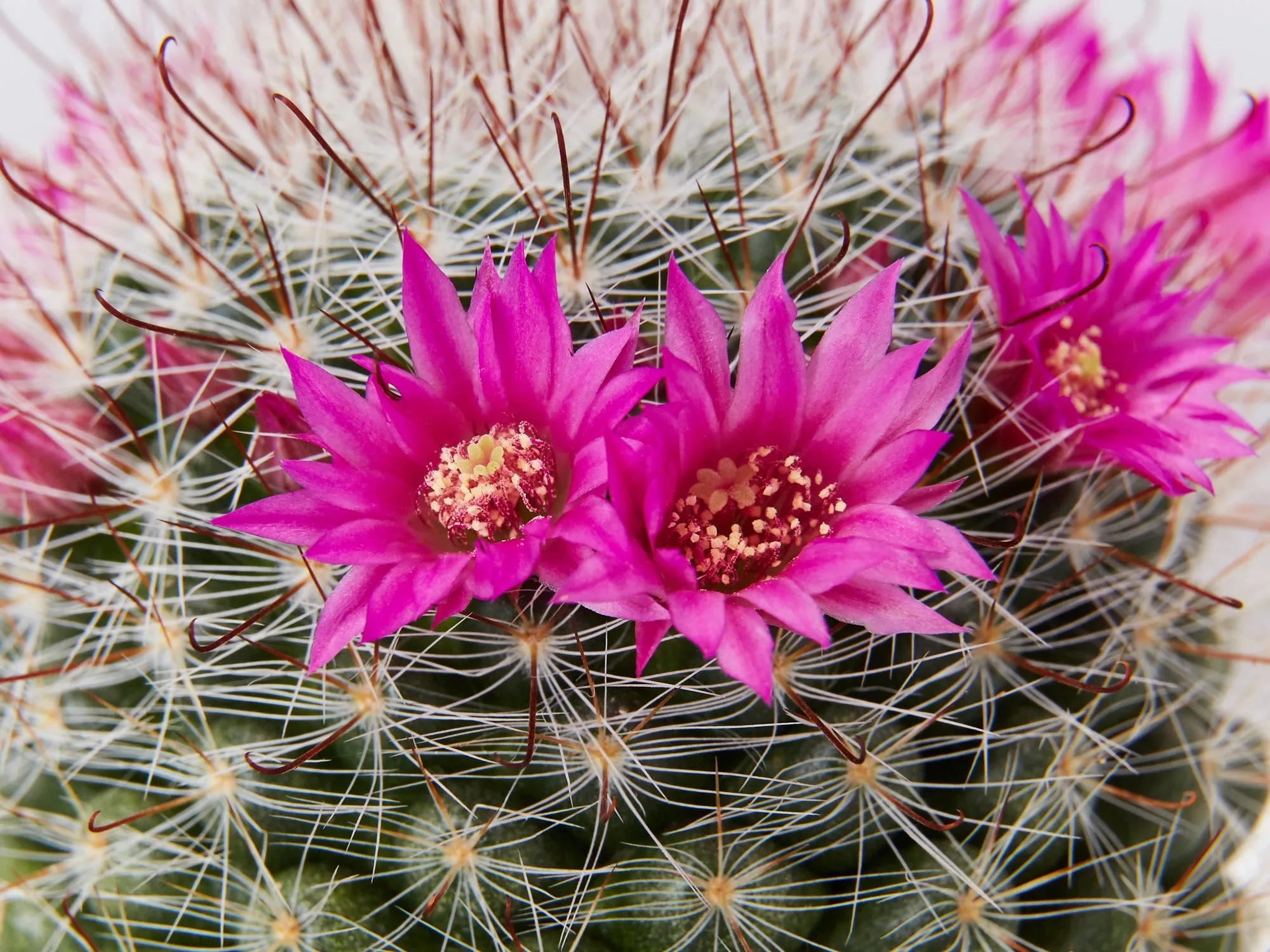 Assorted Box Of Cacti - Large