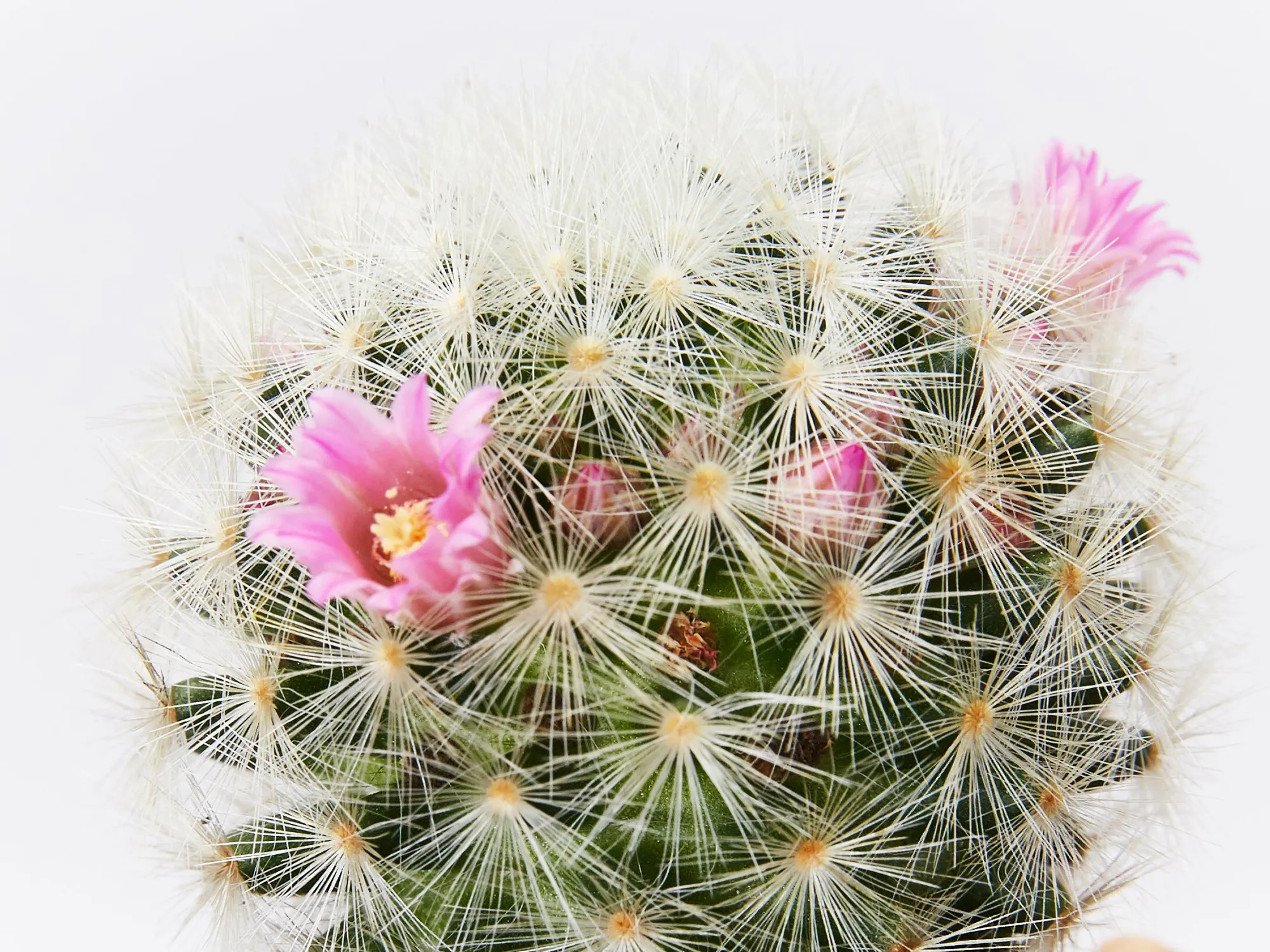Assorted Box Of Cacti - Large