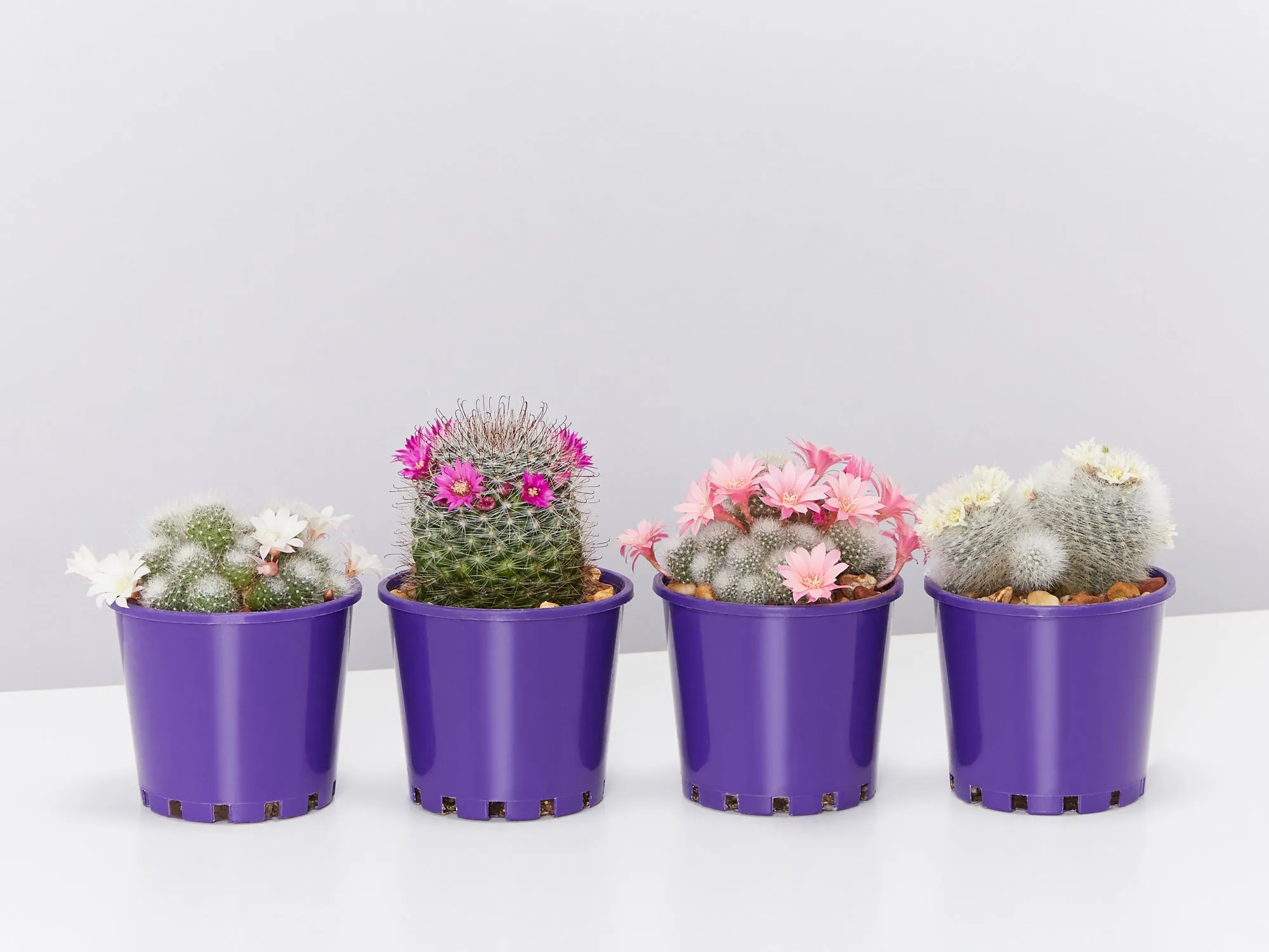 Assorted Box Of Cacti - Large