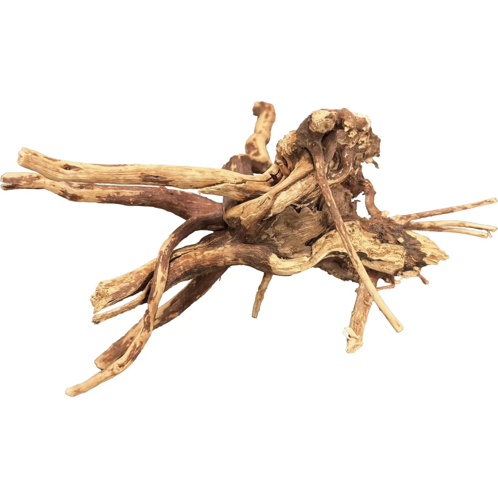 BioArt Spider Wood - 10-15cm