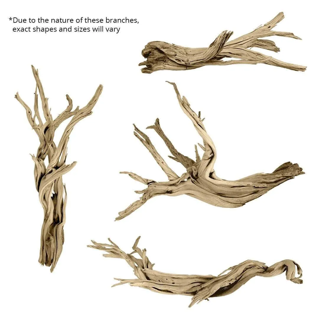 California Driftwood Branch, Set of 1