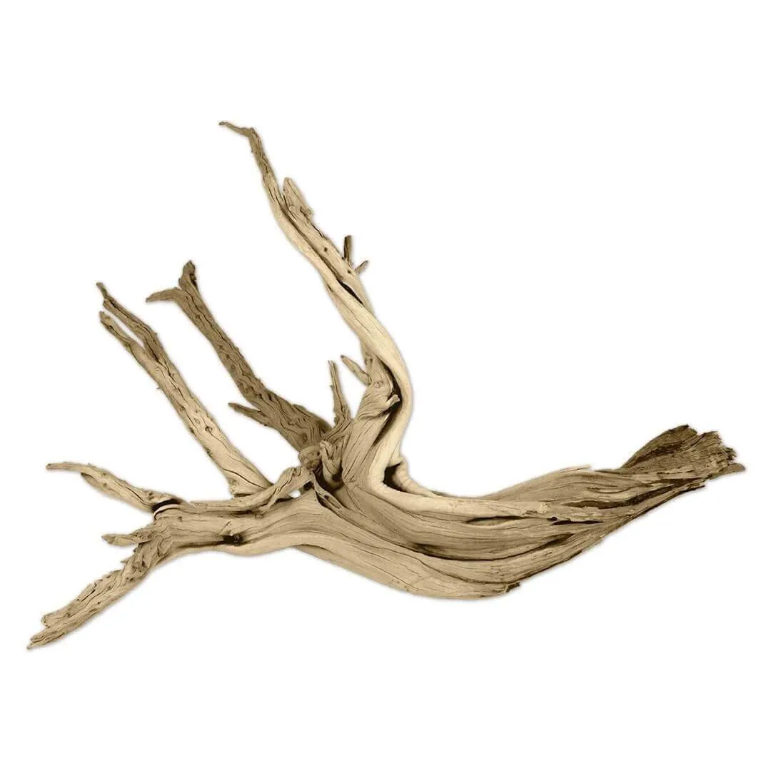 California Driftwood Branch, Set of 1