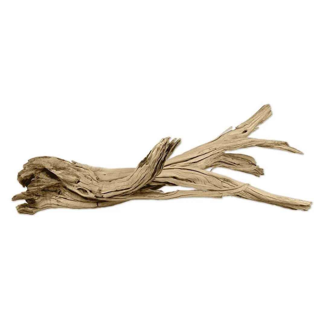 California Driftwood Branch, Set of 1