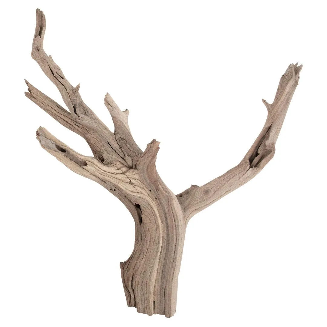 California Driftwood Branch, Set of 1