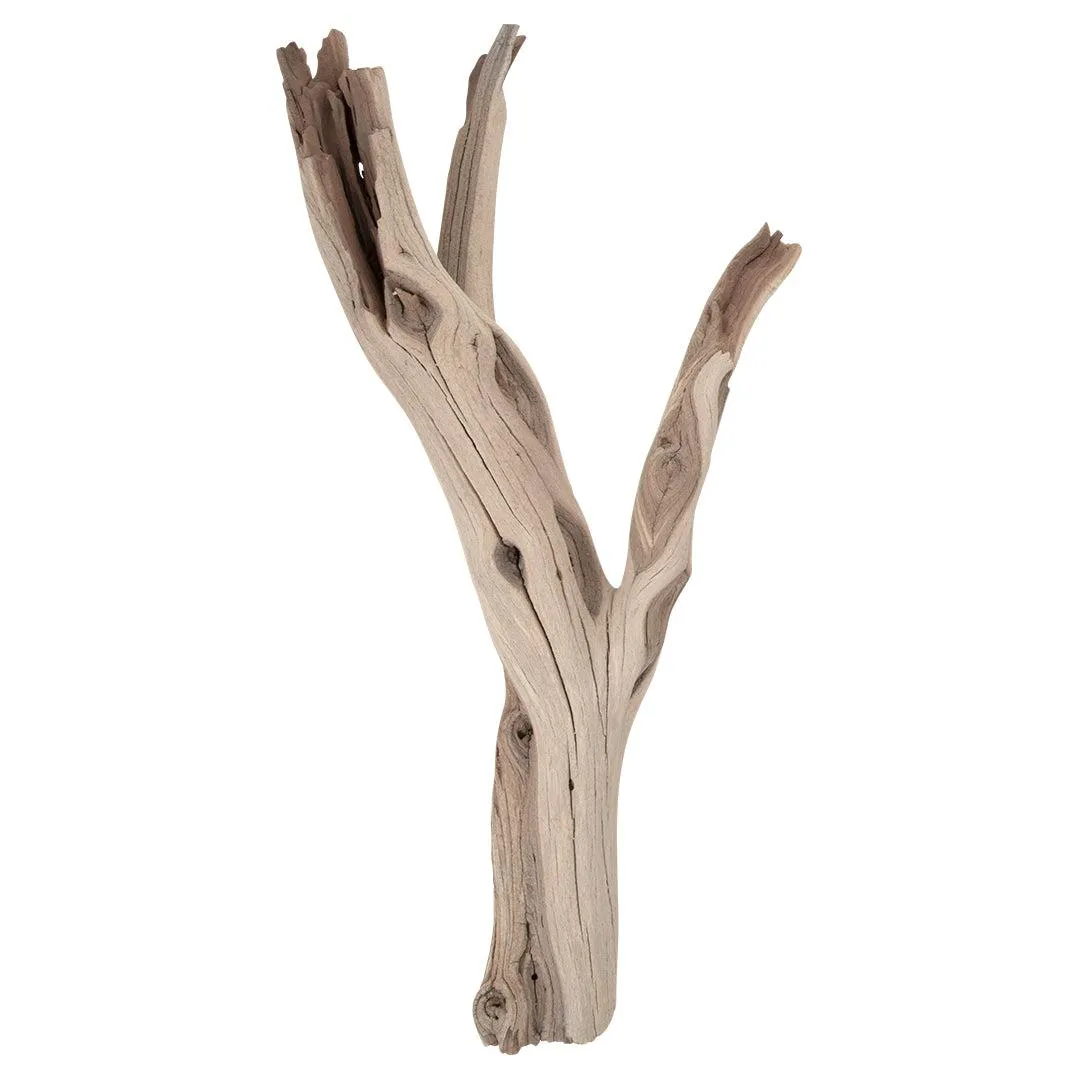 California Driftwood Branch, Set of 1