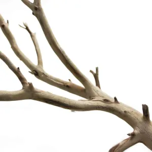 California Driftwood Branch, Set of 1