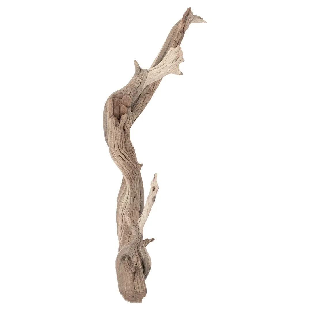 California Driftwood Branch, Set of 1
