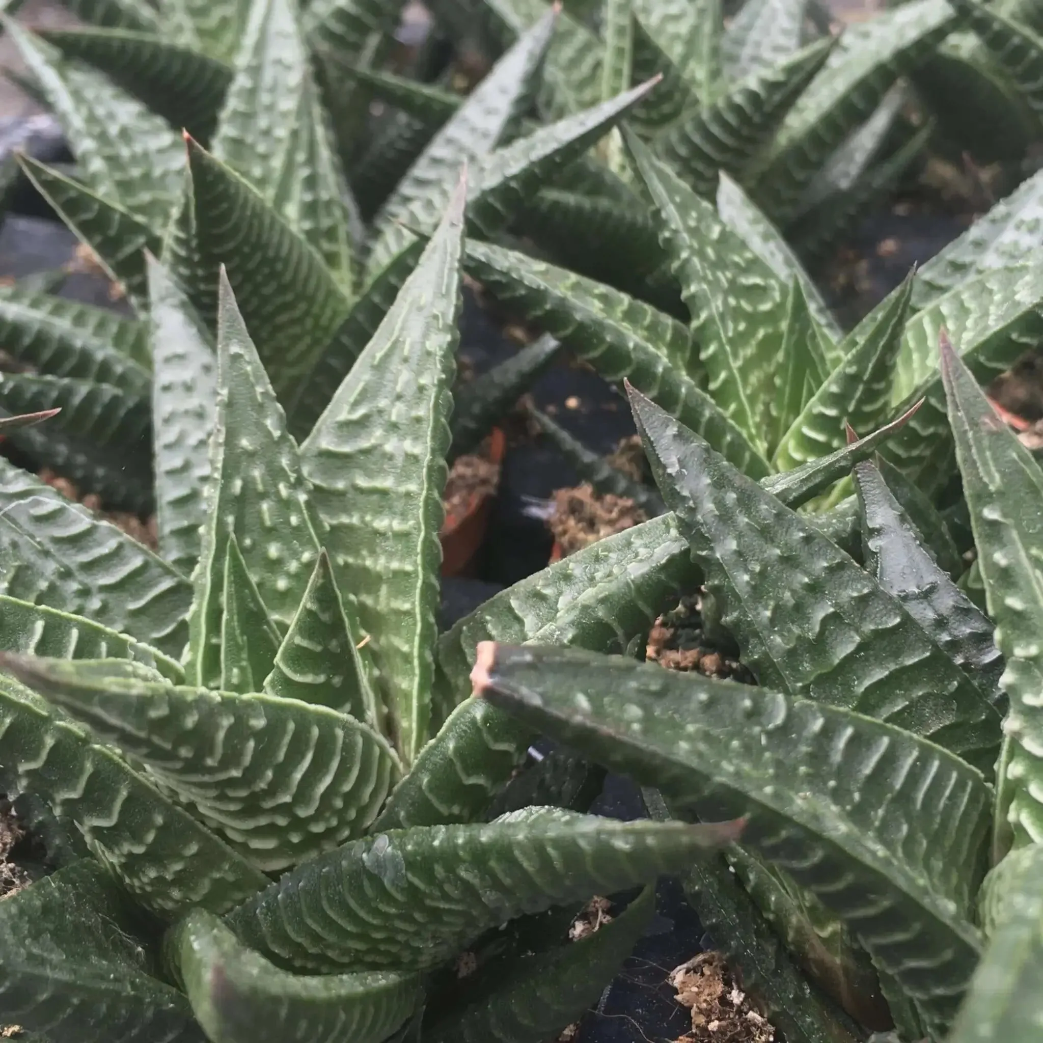 Fairy Washboard (Haworthiopsis limifolia)