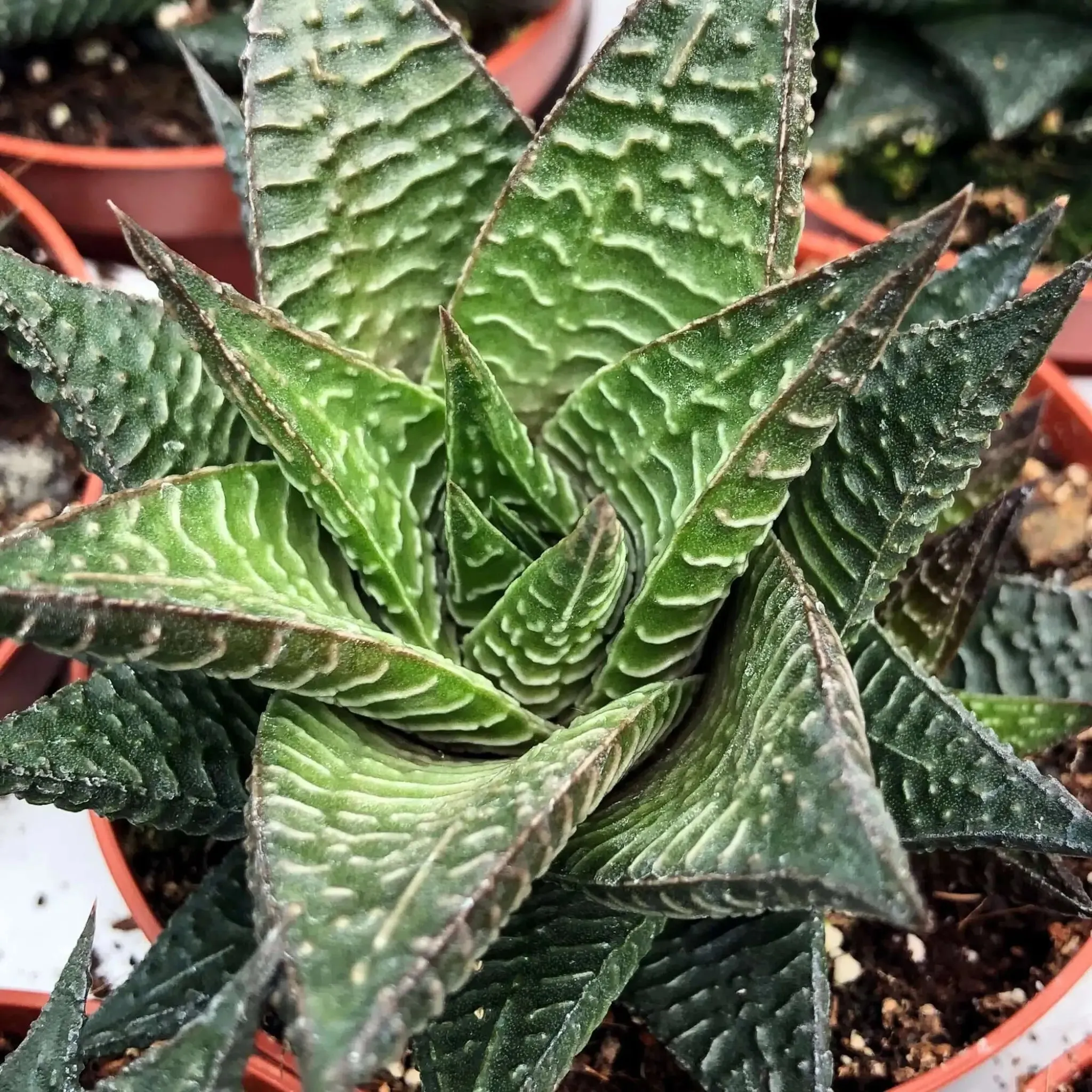 Fairy Washboard (Haworthiopsis limifolia)