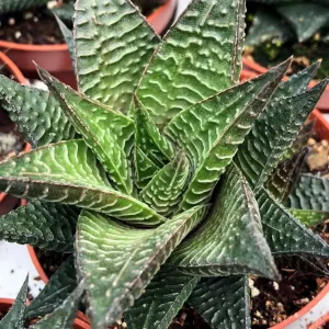 Fairy Washboard (Haworthiopsis limifolia)