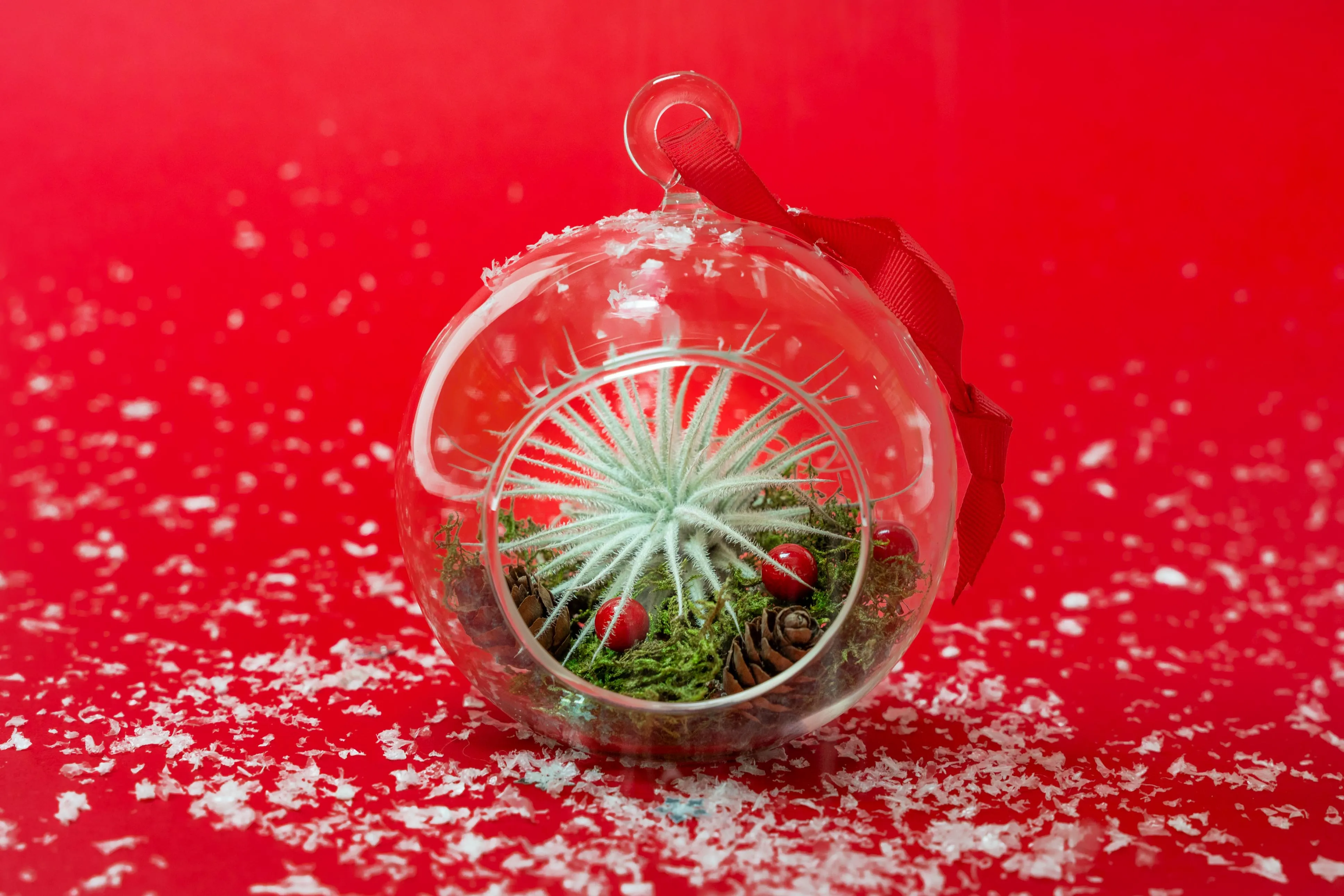 Festive Forest Terrarium/Ornaments with Custom Air Plant