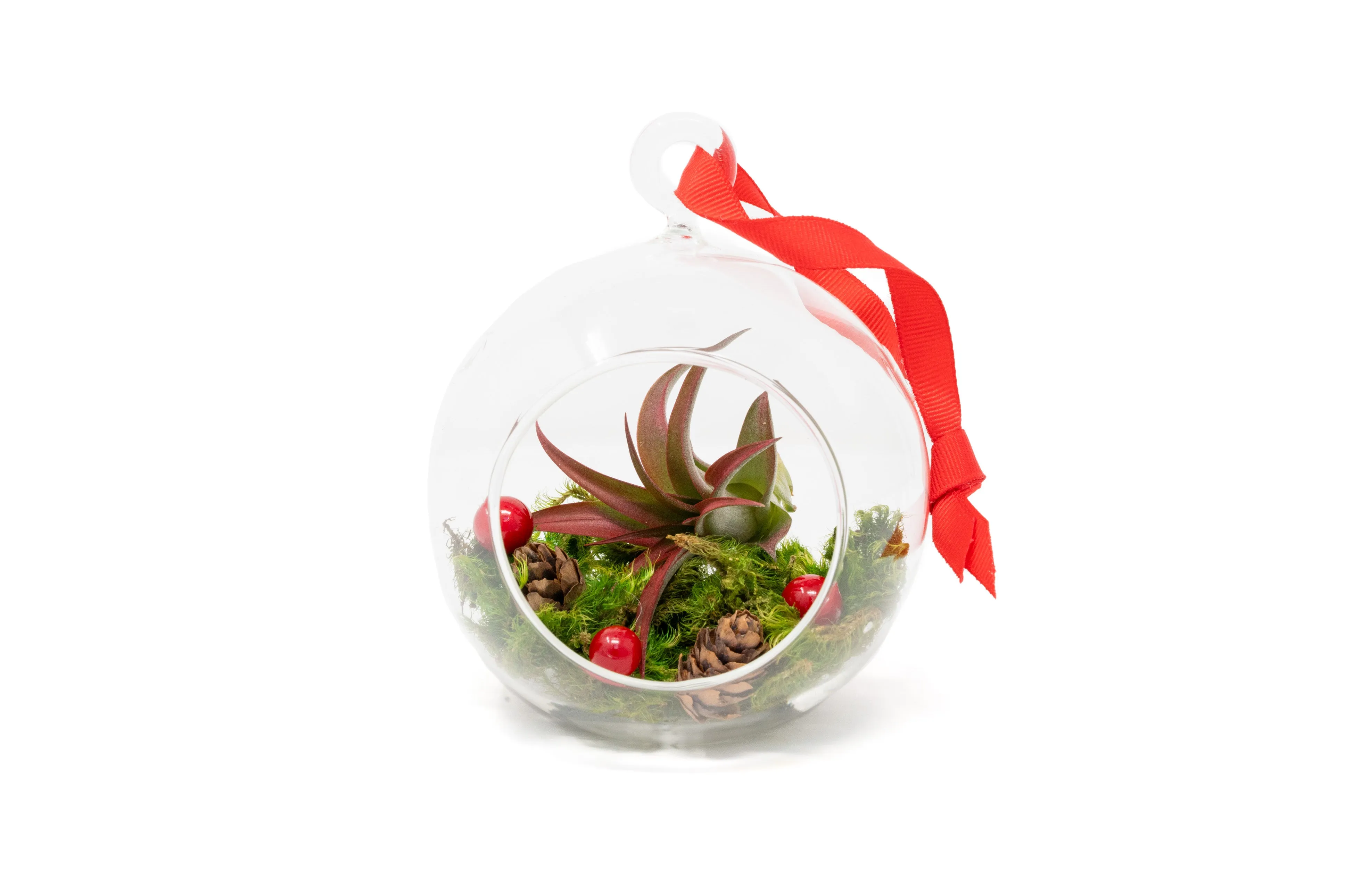 Festive Forest Terrarium/Ornaments with Custom Air Plant