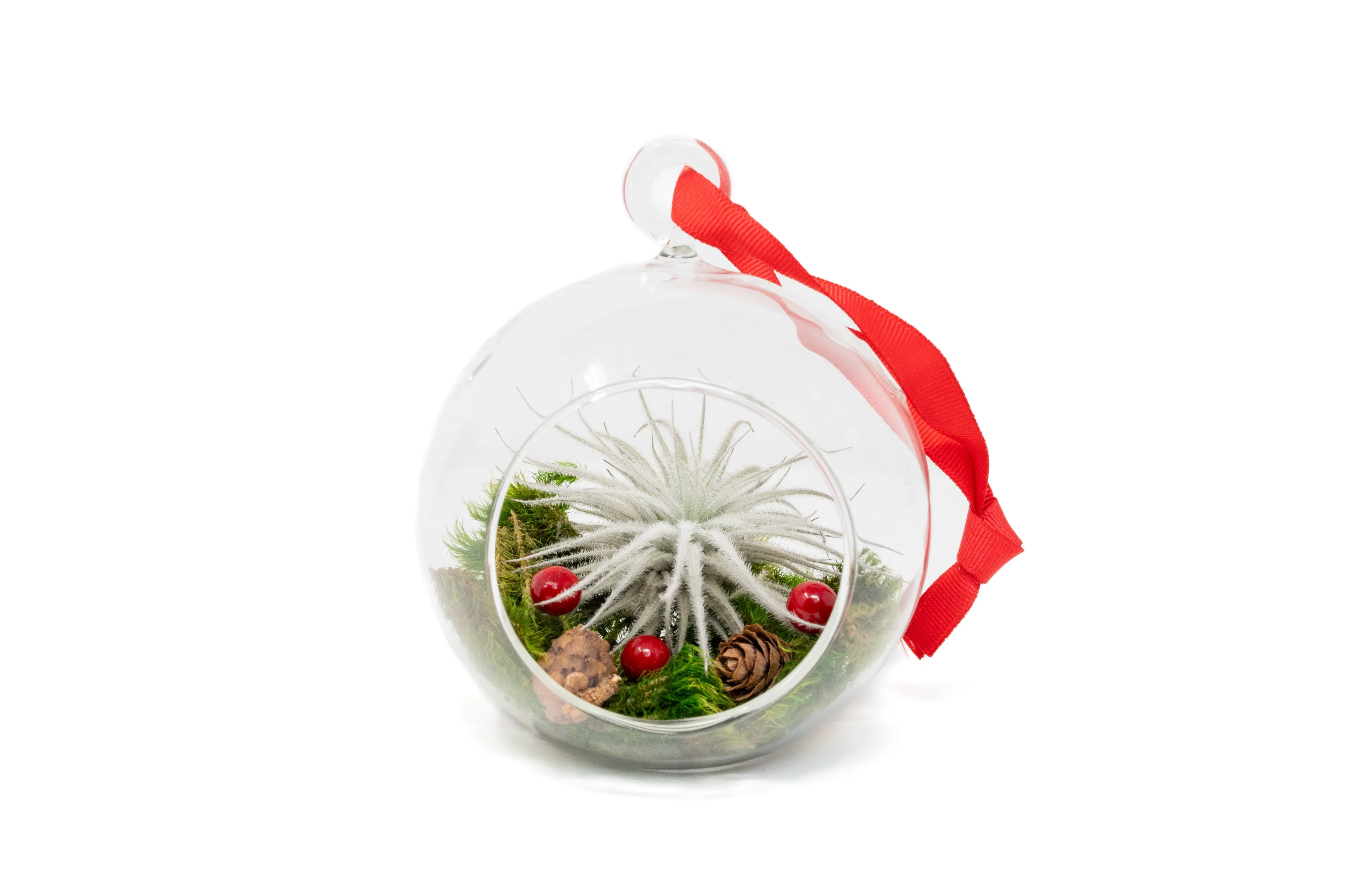 Festive Forest Terrarium/Ornaments with Custom Air Plant