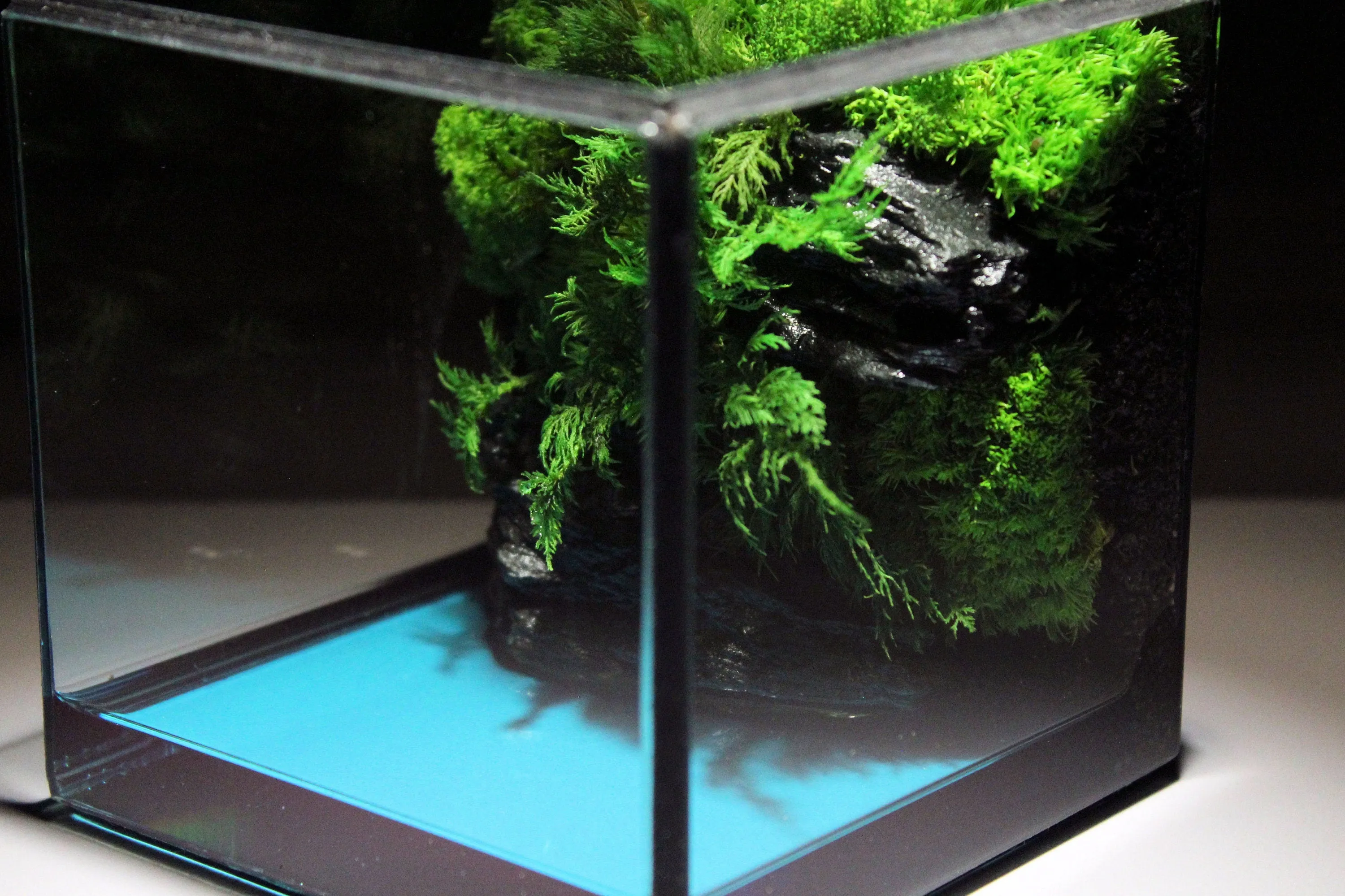 Green Cliff Glass Geometric Terrarium with Preserved Moss