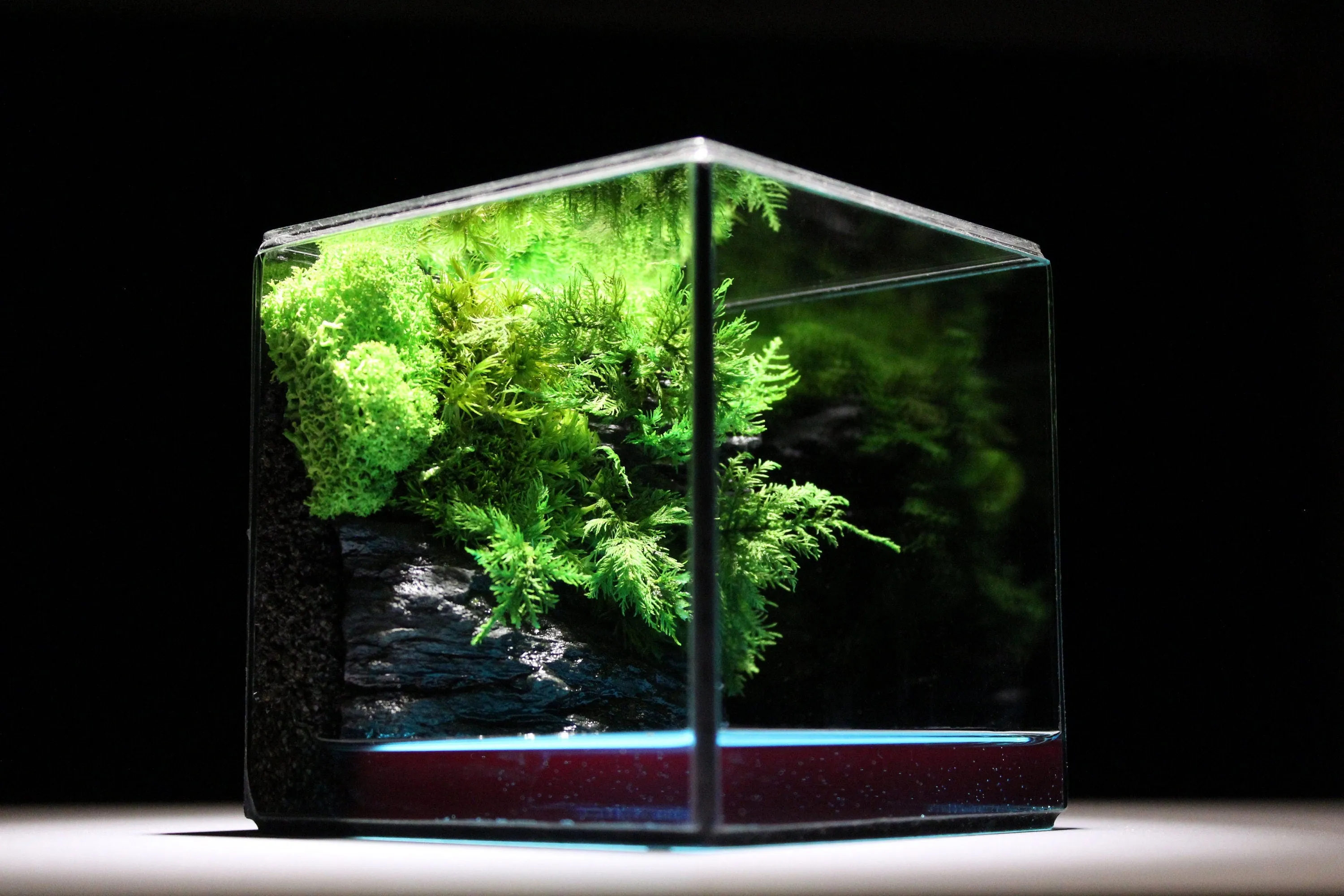 Green Cliff Glass Geometric Terrarium with Preserved Moss