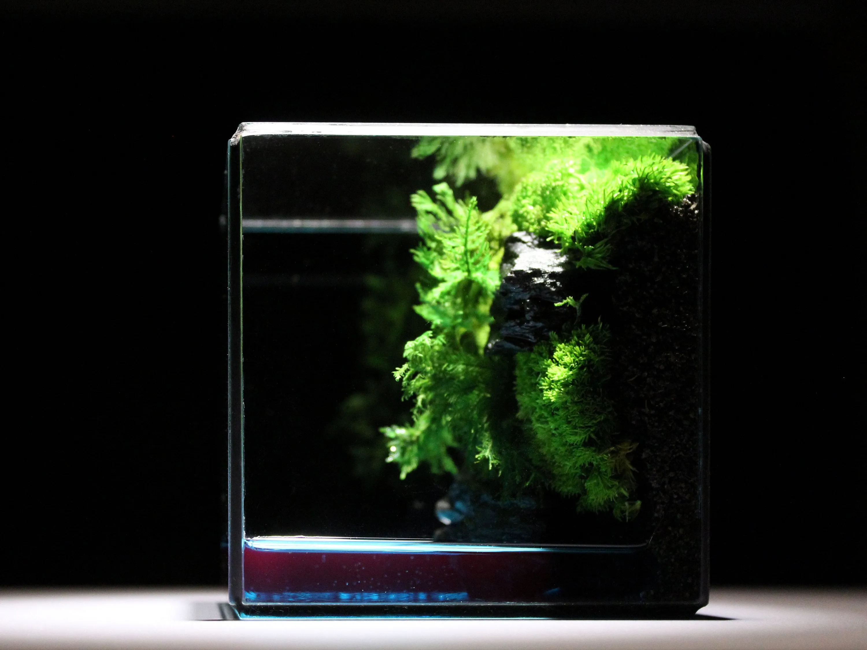 Green Cliff Glass Geometric Terrarium with Preserved Moss