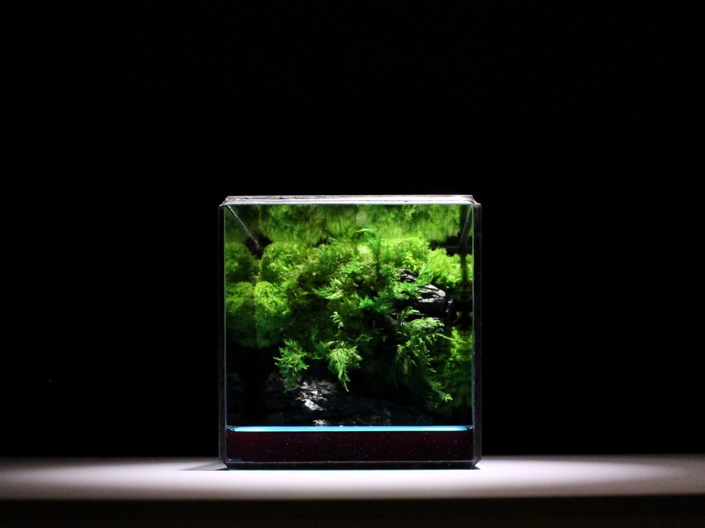 Green Cliff Glass Geometric Terrarium with Preserved Moss