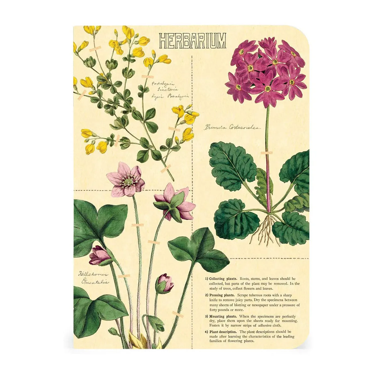 Herbarium Mini Notebook Set