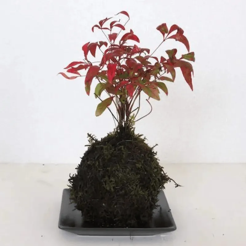 JUN Modeling Soil 1L (for Terrariums & Kokedama)