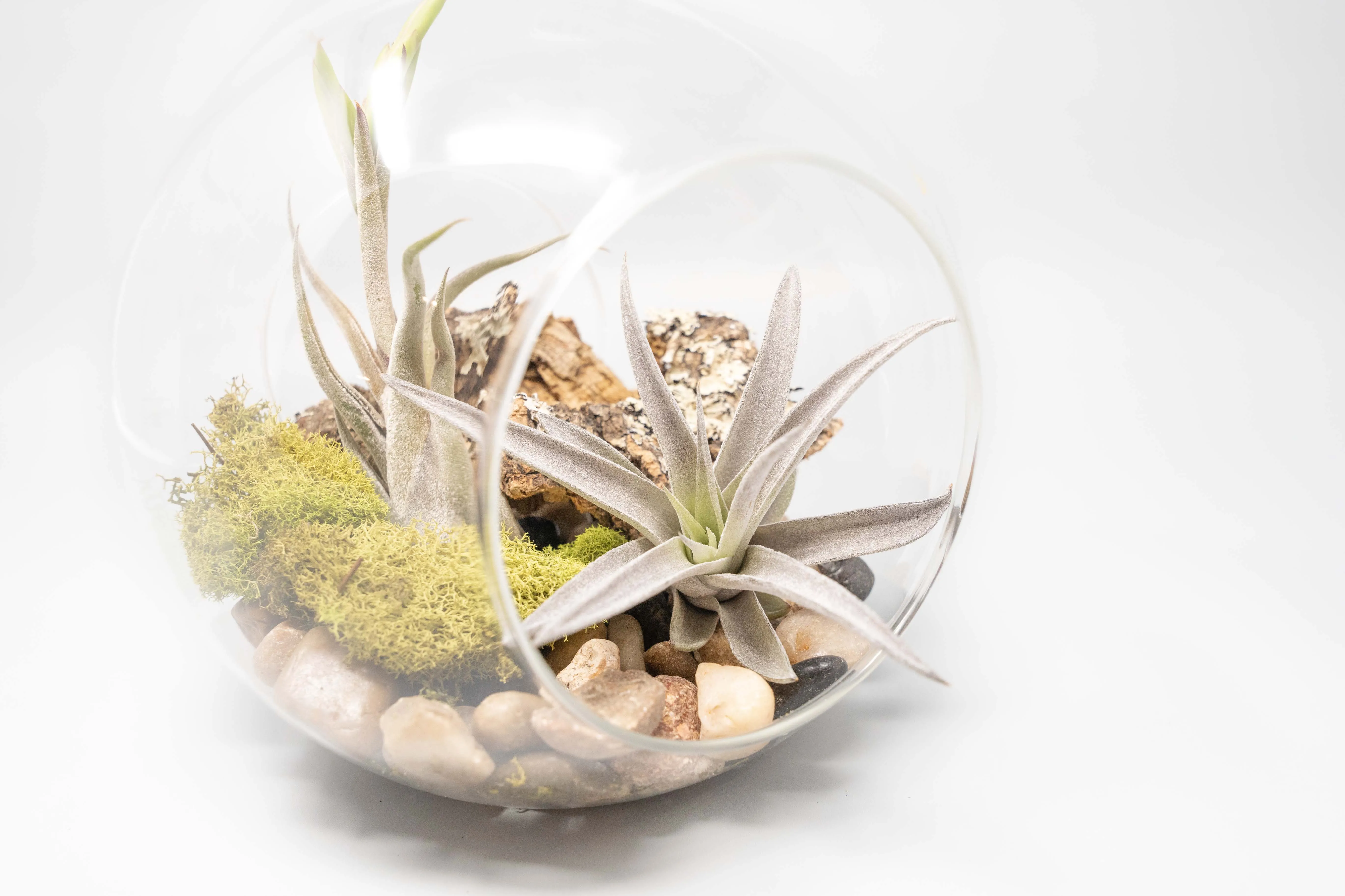 Large Hand-Blown Glass Terrarium with Tillandsia Caput Medusae & Harrisii