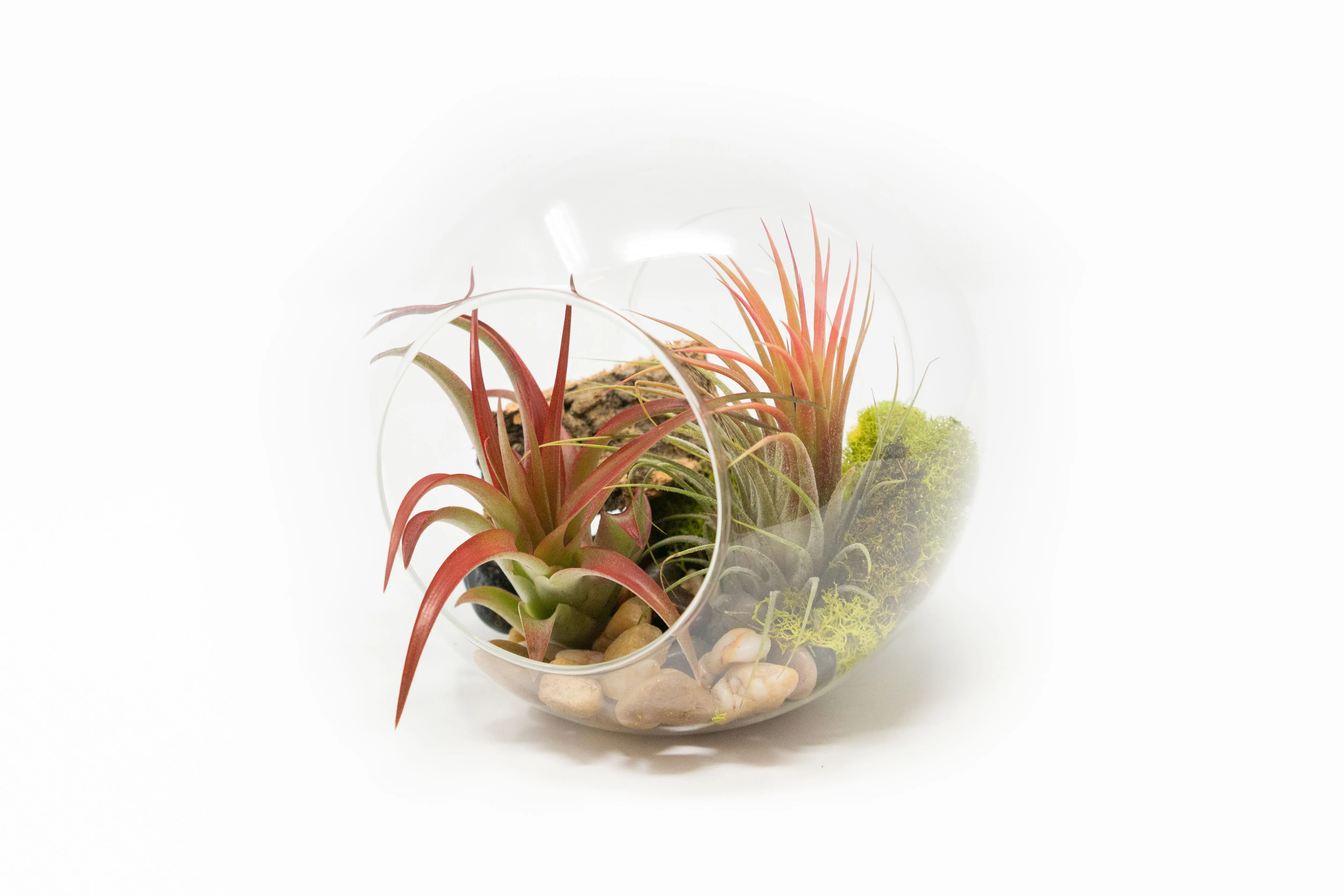 Large Hand-Blown Glass Terrarium with Tillandsia Red Abdita & Ionantha Guatemala