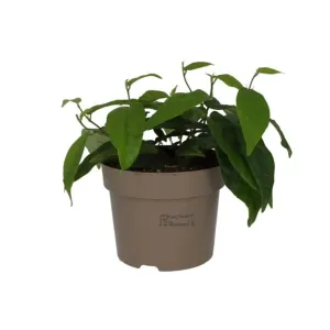 Large Leaf Creeping Fig (Ficus radicans)