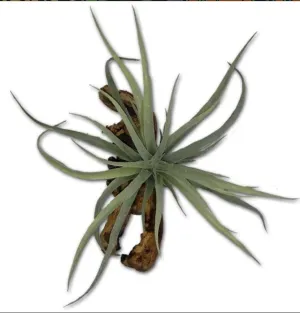Magnaturals Tillandsia Magnatural