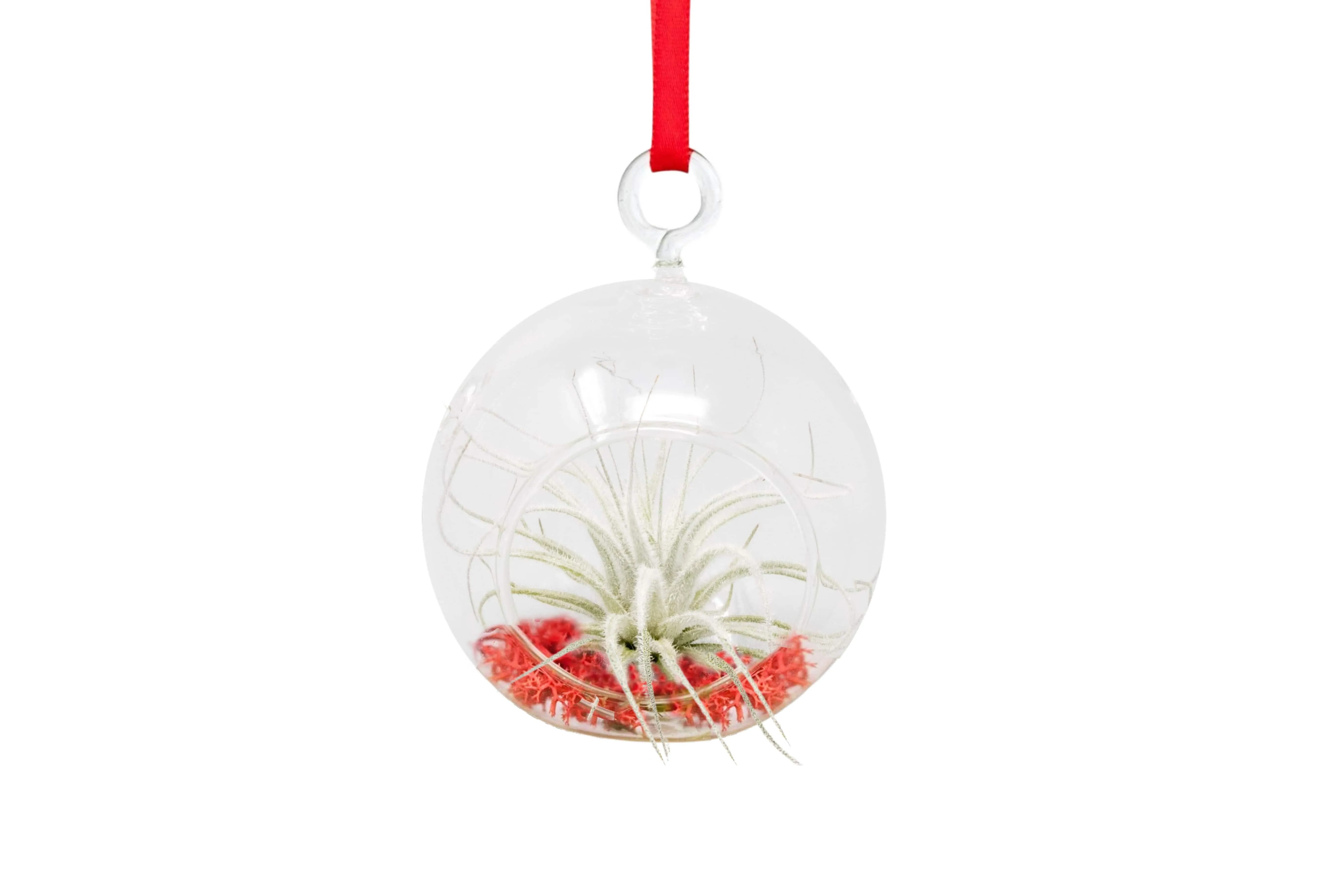 Mini "Snowflake" Ornament with Tillandsia Tectorum Air Plant