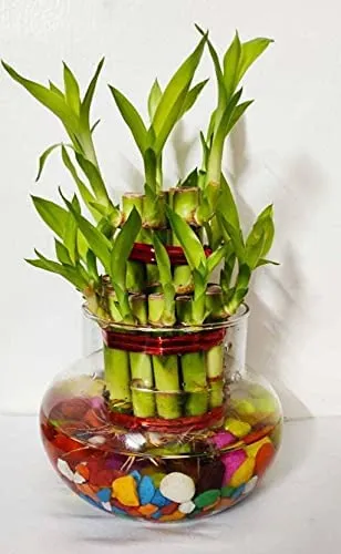 Rishabh Home Decoration Transparent Bubble Bowl | Rose Bowl Glass Vase, Decorating Item's | Artificial Flowers Candy Jar Money Plant Lucky Bamboo Bowl Without Flowers/Plants (Clear) (4 inchi, 1)