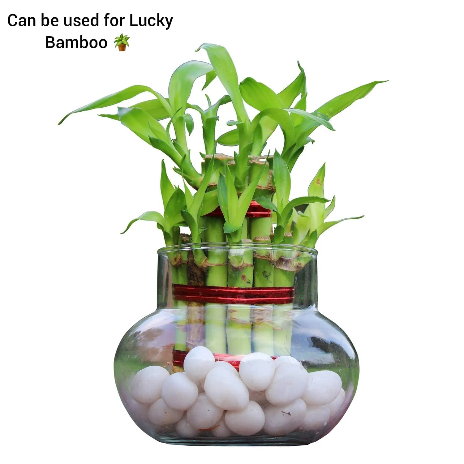 Rishabh Home Decoration Transparent Bubble Bowl | Rose Bowl Glass Vase, Decorating Item's | Artificial Flowers Candy Jar Money Plant Lucky Bamboo Bowl Without Flowers/Plants (Clear) (4 inchi, 1)
