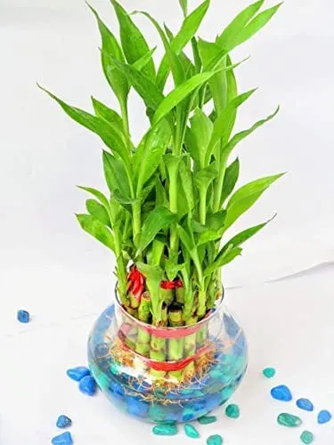 Rishabh Home Decoration Transparent Bubble Bowl | Rose Bowl Glass Vase, Decorating Item's | Artificial Flowers Candy Jar Money Plant Lucky Bamboo Bowl Without Flowers/Plants (Clear) (4 inchi, 1)