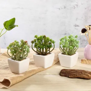 Set of 3 | 7'' Assorted Crassula Artificial Plants with Pots