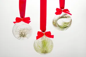 Set of 3 Mini Velvet Bow Ornament Globes with Assorted Air Plants