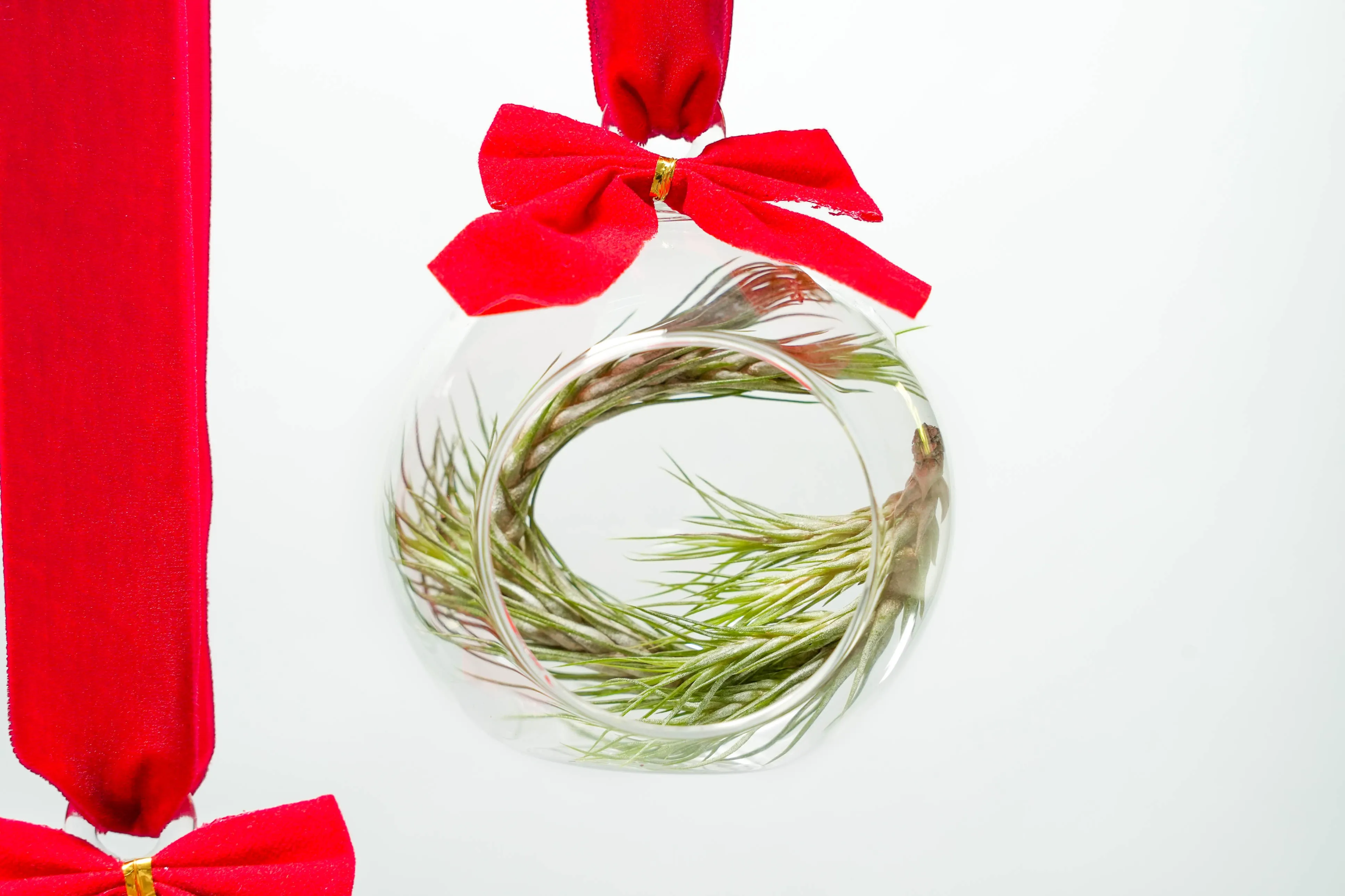 Set of 3 Mini Velvet Bow Ornament Globes with Assorted Air Plants