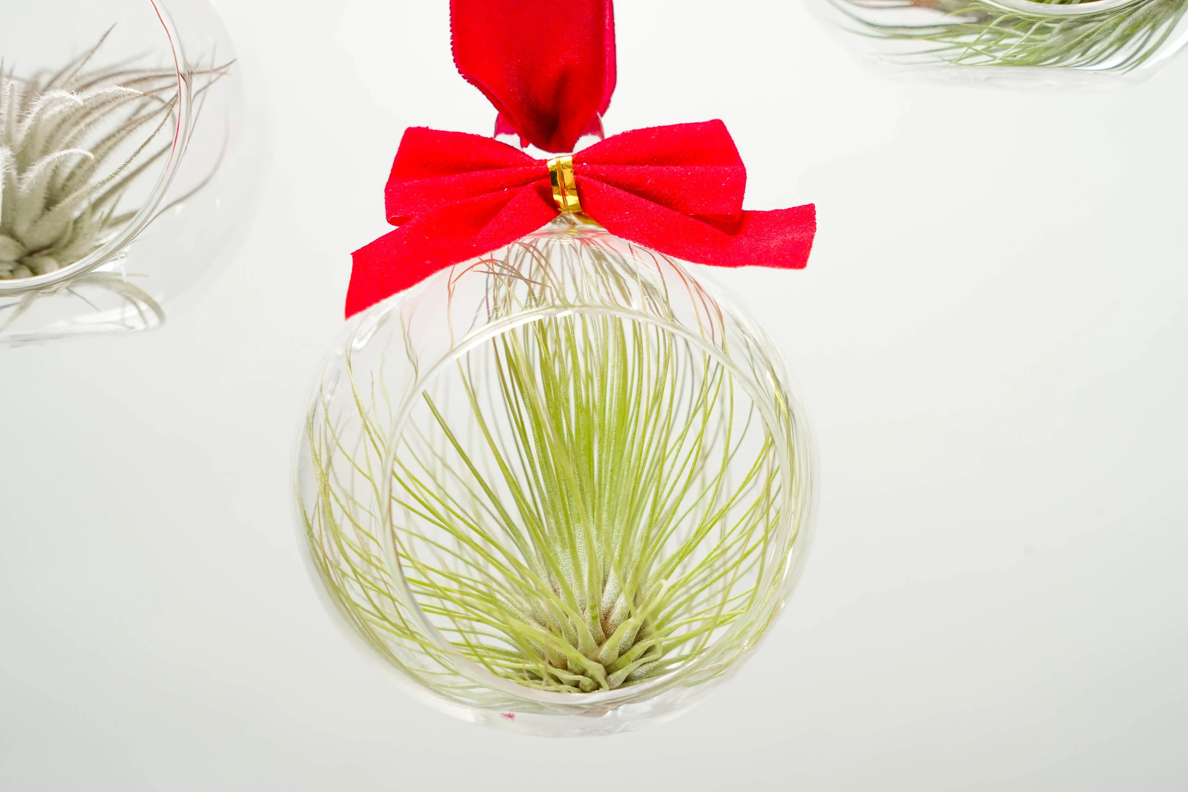 Set of 3 Mini Velvet Bow Ornament Globes with Assorted Air Plants