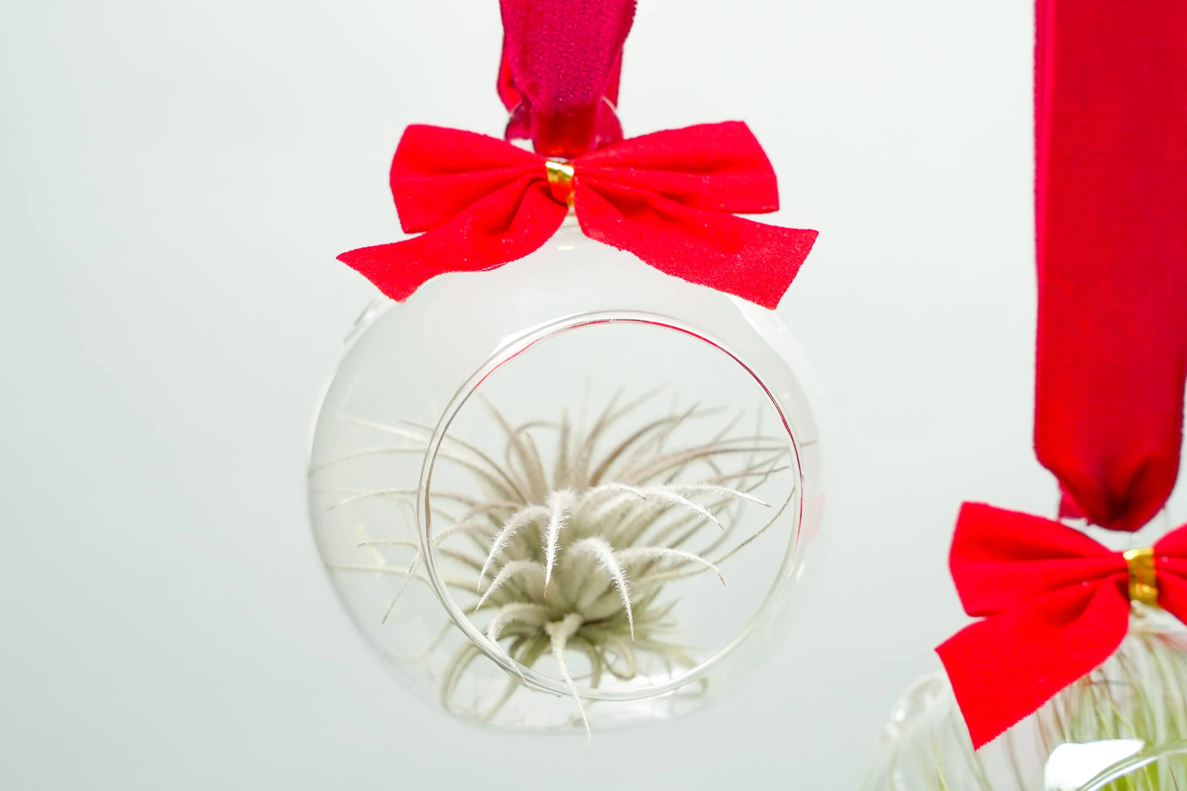 Set of 3 Mini Velvet Bow Ornament Globes with Assorted Air Plants
