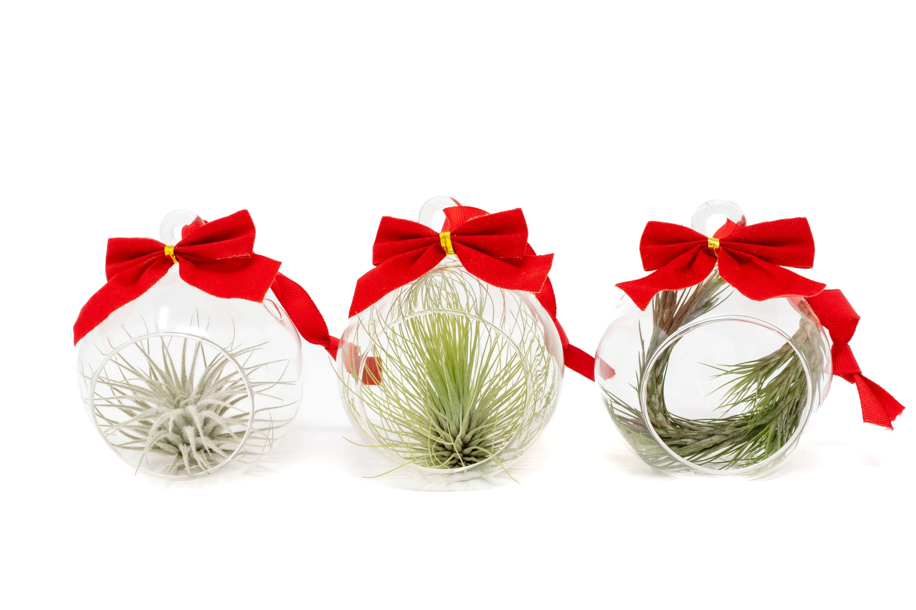 Set of 3 Mini Velvet Bow Ornament Globes with Assorted Air Plants