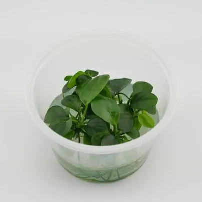 TCulture Anubias barteri var. barteri (TC Cup)