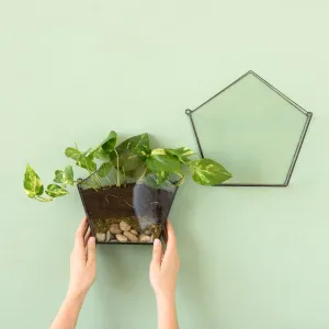 Wall Terrarium - Pentagon