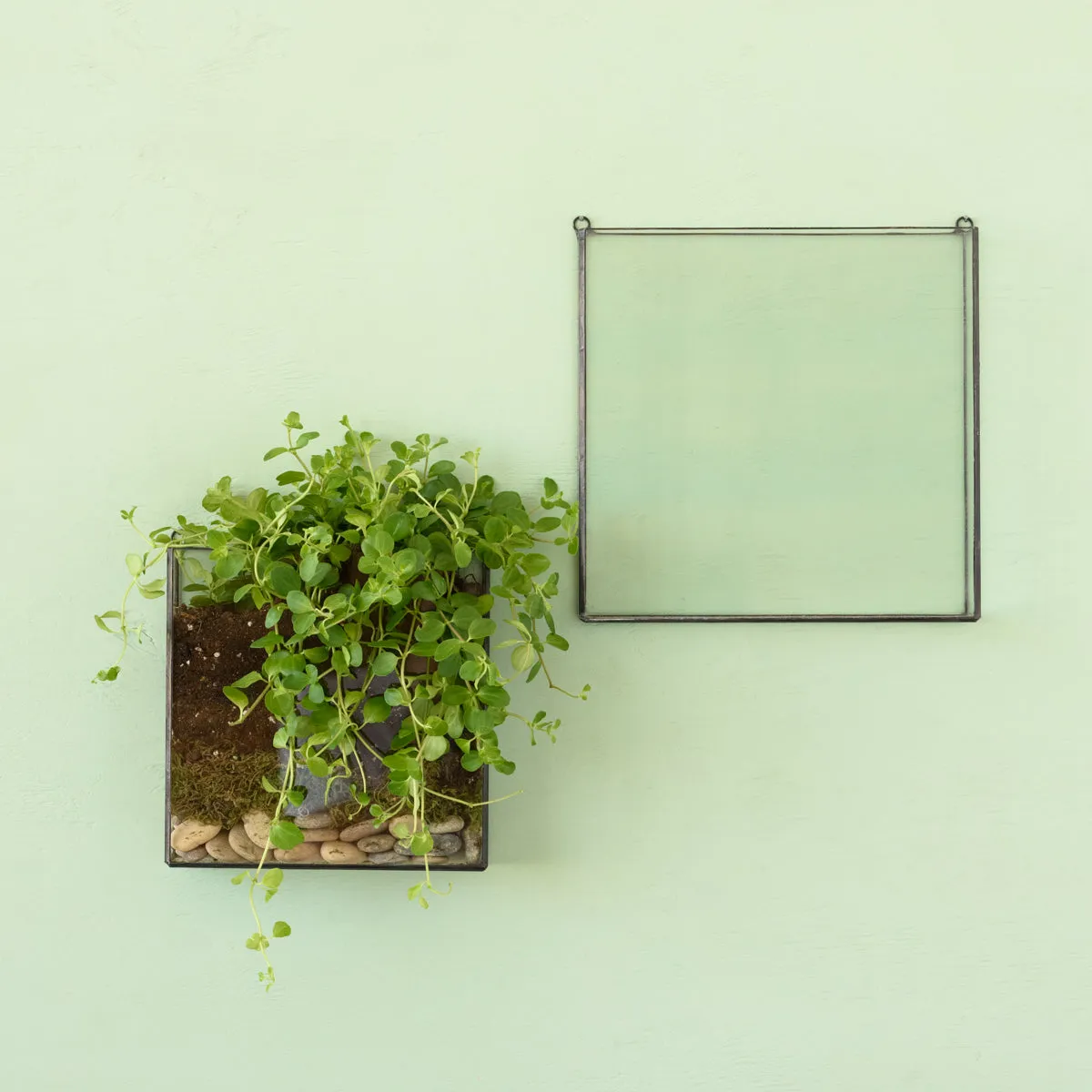 Wall Terrarium - Square